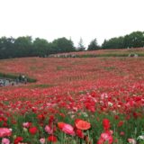 意外と知られていない国営昭和記念公園の花の丘のシャーレーポピー（動画あり）