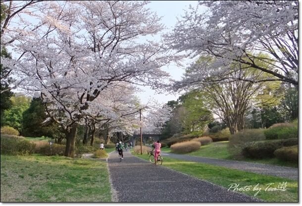 国営昭和記念公園へのアクセスと散策の 足 レンタサイクル パークトレイン について