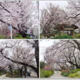 桜や春の花々の玉川上水第二公園（下高井戸～上北沢）