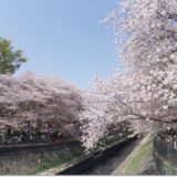 2018見納め満開の桜＠善福寺川緑地
